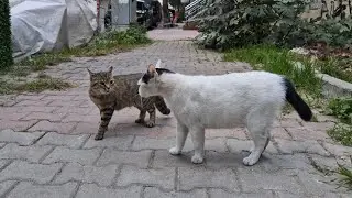 I witnessed female cats fighting for the first time.