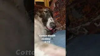 PART 3-  ⭐️SOUNDS⭐️ goats make #borzoi #rating #weird #ASMR #dogs  #list #best #cute #hawktuah