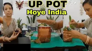 Up-Pot Hoya India 🪴🤗 #healthy #hobbies #hoya 