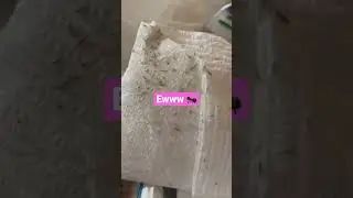100s of Lice 🐜 l Lice Infestation l Lice Removal Service @staceythelouselady