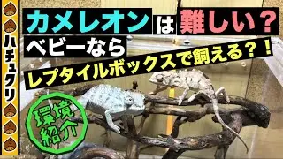 【パンサーカメレオン#1】ベビーの飼育環境紹介_Panther chameleon Baby Rearing environment【爬虫類ペット】