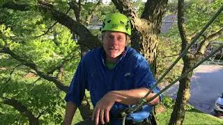 vlog - Enjoying the Details of Each Passing Season in the Treetops - Spring