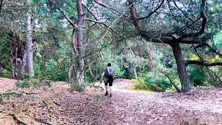 *HIKING* Weekly Walks - Bilthoven (Drifting Sand Landscape & Scots Pines)