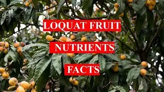 LOQUAT FRUIT - HEALTH BENEFITS AND NUTRIENTS FACTS || eatwell