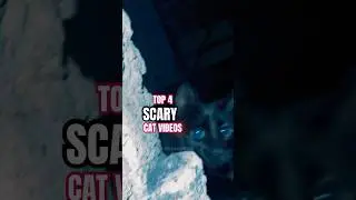 When cat gets creepy😱 #cat #scary #animals