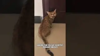 Cat Parenting: Tough Love or Total Chaos? #CatDiscipline #ToughLoveHacks #CatParenting