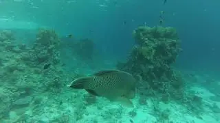 Рыбы красного моря. Рыба-наполеон или Губан (Cheilinus undulatus)