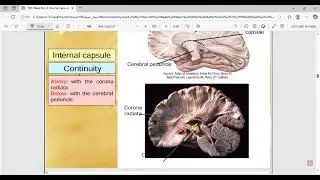 Neuroanatomy 20 (Internal Capsule and Corpus Callosum)
