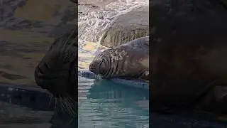 A blind Seal at Cornish Seal Sanctuary - Cornwall
