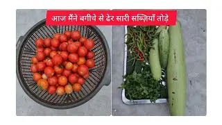 Secrets techniques to harvest vegetables from terrace Garden