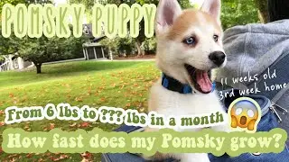 How Fast Does My Pomsky Grow? 11 weeks old Pomsky puppy's Rapid Growth & First Bath
