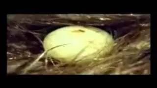 &Eacute;quidna - monotremados - mamiferos