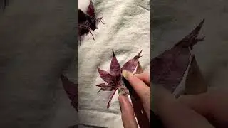 Eco Printing with Maple Leaves 🌿 #naturaldye #ecoprinting #plantdye