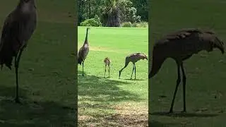 # Long legged birds 🦅