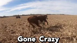 Rounding Up The Cattle!