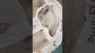 Fourmis Crematogaster auberti passage en nid bois ( myrme secret de terre)