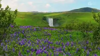 Wild Flower Field Sounds and a waterfall in the distance (10 hours). White noise for sleeping.