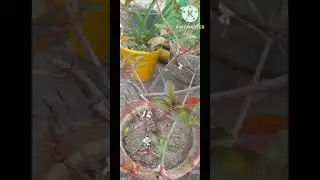 Hamelia  Plant Grow with Cutting#roofgarden#hardyplant #summerplant#firecracker #shortsvideo