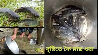 বৃষ্টি ও বজ্রপাতে পুকুর থেকে কৈ মাছ উঠে এলো। Koi mach//  @FishingBDD@NaturalFishingBD
