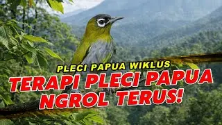 Terapi Pagi Pleci Papua Wiklus Ngerol Terus