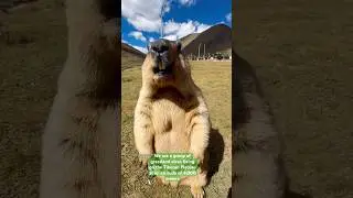 The alpine marmot, the 