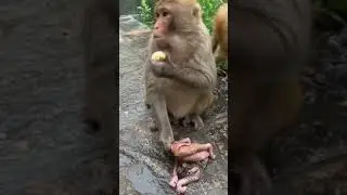 Baby Monkey lyly , Adorable Petty Monkeys, Funny monkey KaKo, Monkey BiBi, Primative monkey #48
