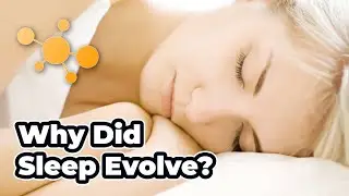 Why Did Sleep Evolve?
