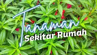 Tanaman Sekitar Rumah | Pacar Air, Jambu Air, Cocor Bebek