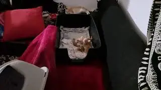 Disgusting cat fight for dominance