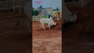 khillar Bull 🔥🦁.#subscribe