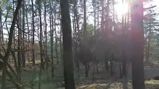Sunwood