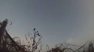Shooting Pink foot geese in Scotland