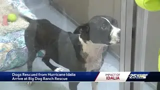 Big Dog Ranch Rescue saves stray and owner-surrendered dogs from Hurricane Idalia