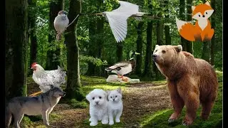 Wild animals make a wide range of noises: sheep, giraffes, elephants, deer, pigs...