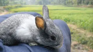 Cute Rabbit playing rabbit 🐰