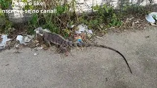 Encontrei uma IGUANA e gravei tudo!