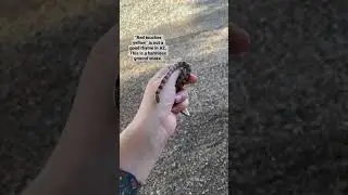 Red touches yellow on a ground snake #shorts