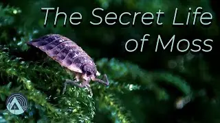 Why Look at Moss? Inside Nature’s Smallest Forests