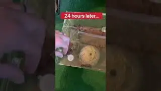 Мой домашний тарантул мертв?!😱🕷️#шорты #паук