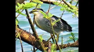 Greenbacked heron swallowing a weaver bird