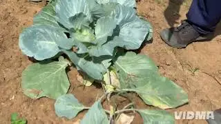 &ldquo;From Soil to Success | Paddy Nursery, Upland Cultivation & Animal Husbandry | AgriNova&rdquo;
