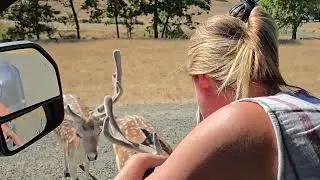 Feeding reindeer at Willife Safari Park in Oregon July 2025
