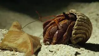 Stanford Lin - Shellfish (Visualizer)