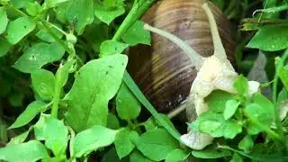 Observing Snails / Nature Footage Film / Helix pomatia / Relaxing Ambient Natural Meditation