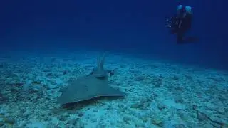 Pez Guitarra / Guitar Fish (Rhynchobatus djiddensis)