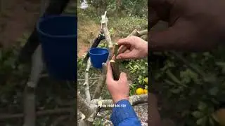 C&aacute;ch gh&eacute;p c&acirc;y nhanh nhất,gh&eacute;p &aacute;p,chanh gh&eacute;p v&agrave;o bưởi,cam,gh&eacute;p c&aacute;c loại.0888 636 138