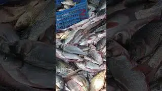Waw Live Fish. Desi Mixed Fish Market. #barobazar #fish #viral
