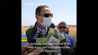 Egypt to boost local wheat production to cut on imports