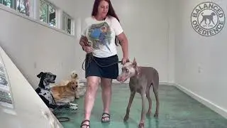 REACTIVE DOBERMAN TRAINED! | Balanced Obedience