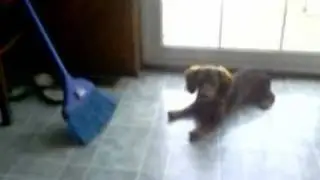 my dog barking at a broom